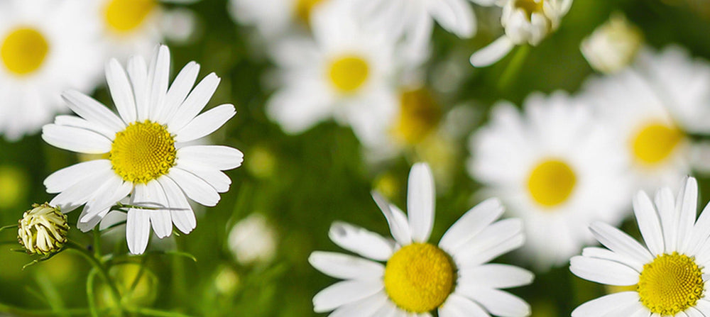chamomile-extract-2238x1000_0257bb44-b0dd-432b-9c8b-f1e162d2f9c1.jpg