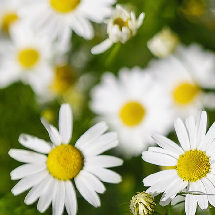 chamomile-extract-700x700_0ea62252-bd47-4368-8860-1781bb697c45.jpg