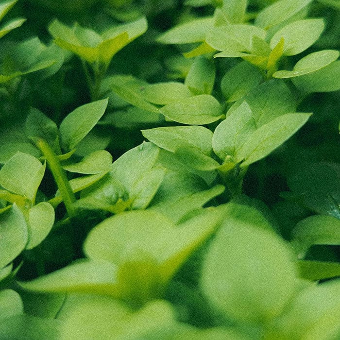chickweed-700x700.jpg