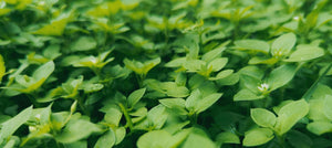chickweed-extract-2238x1000.jpg
