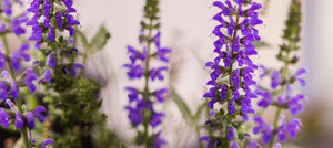 clary-sage-oil-2238x1000.jpg