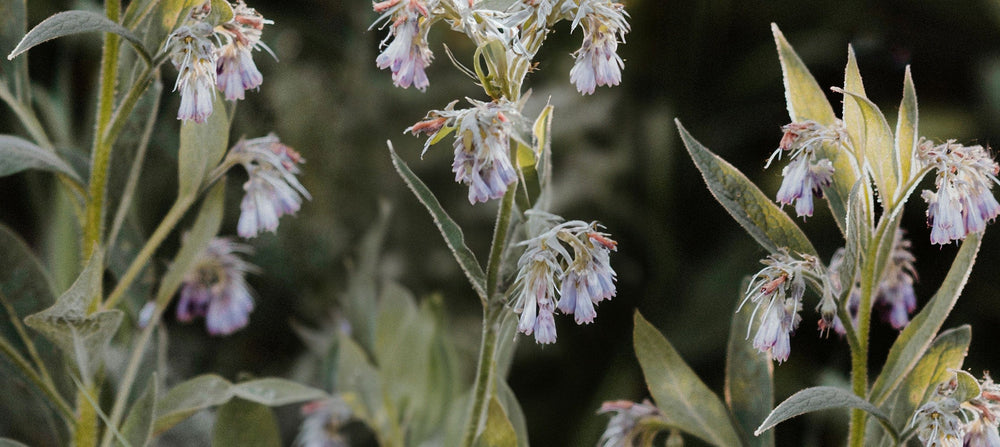 comfrey-2238x1000_e571d975-7453-42fa-9697-8469a1776a54.jpg