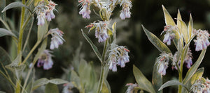 comfrey-2238x1000_e571d975-7453-42fa-9697-8469a1776a54.jpg