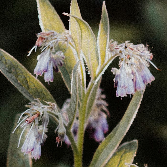 comfrey-700x700_63212d86-2128-4bd5-a45b-99e0cf936c54.jpg