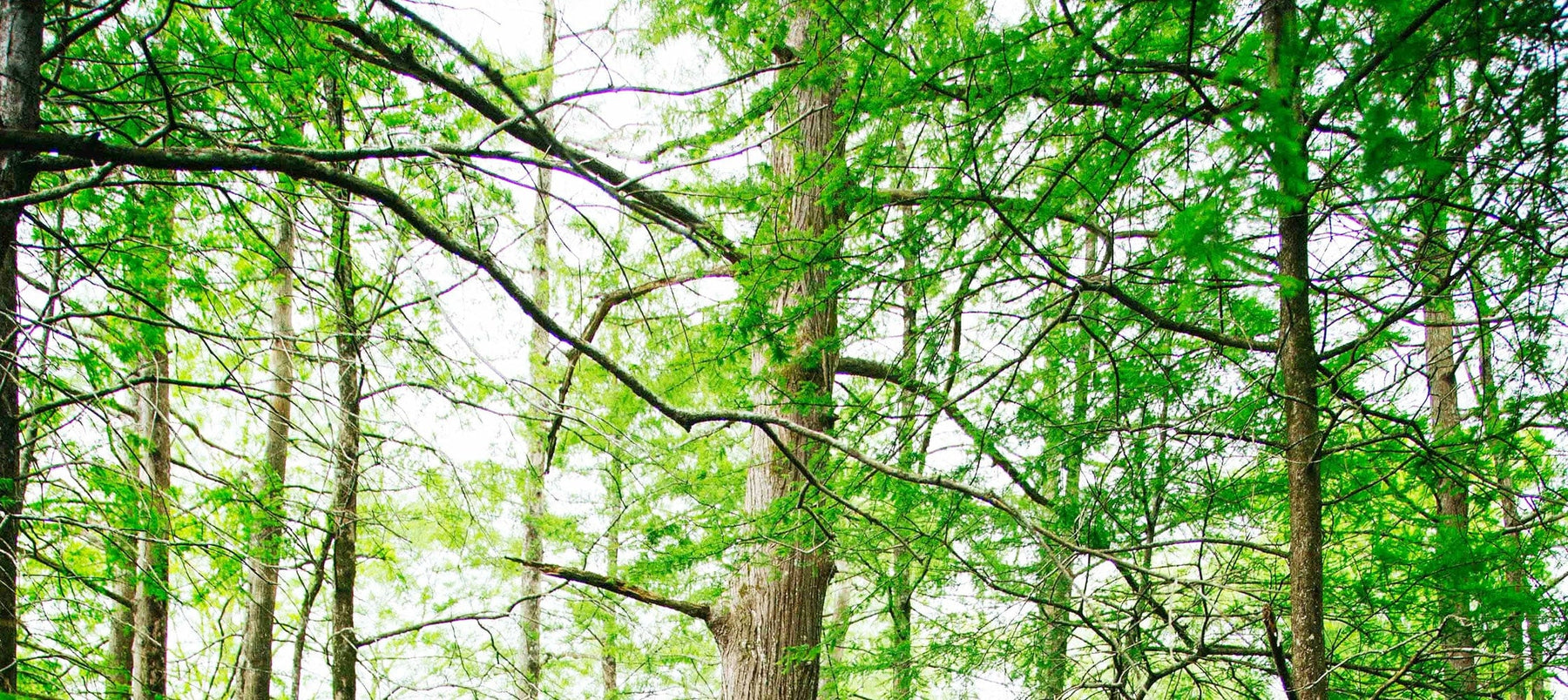 cypress-2238x1000_a060da48-529d-4520-9997-2c7d730f297e.jpg