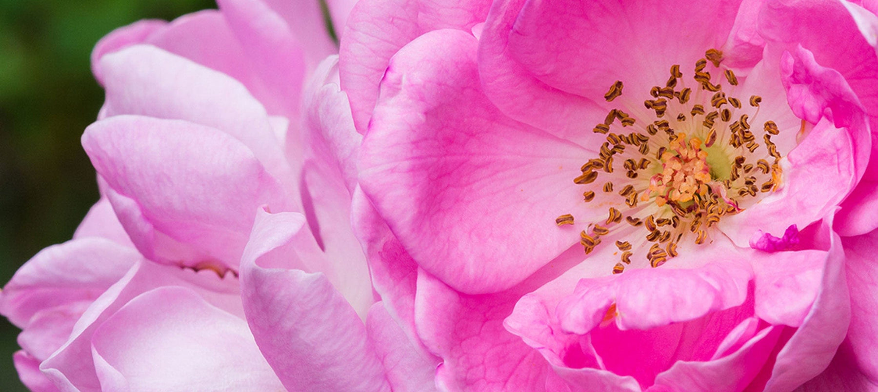 damask-rose-2238x1000_4d441699-c737-4e91-a820-687b87ef6ea5.jpg