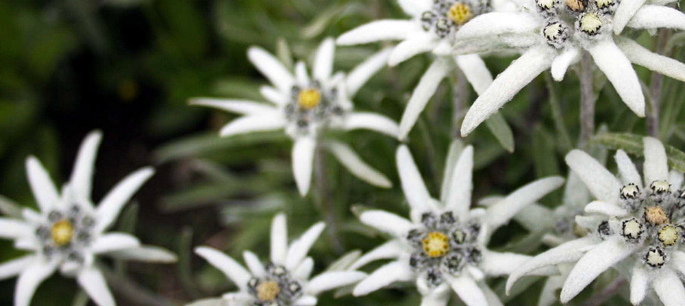 edelweiss-extract-2238x1000_4b60578a-0d7d-4911-aabf-d7e7c422c36a.jpg