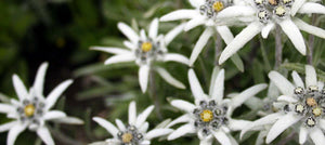 edelweiss-extract-2238x1000_4b60578a-0d7d-4911-aabf-d7e7c422c36a.jpg