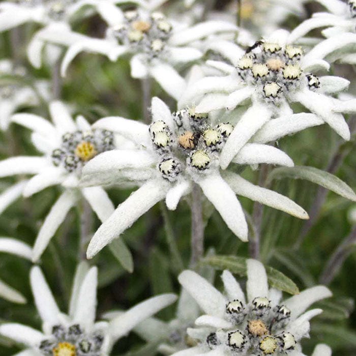 edelweiss-extract-700x700_48714dad-ae5e-4cae-a908-db44da9844a5.jpg