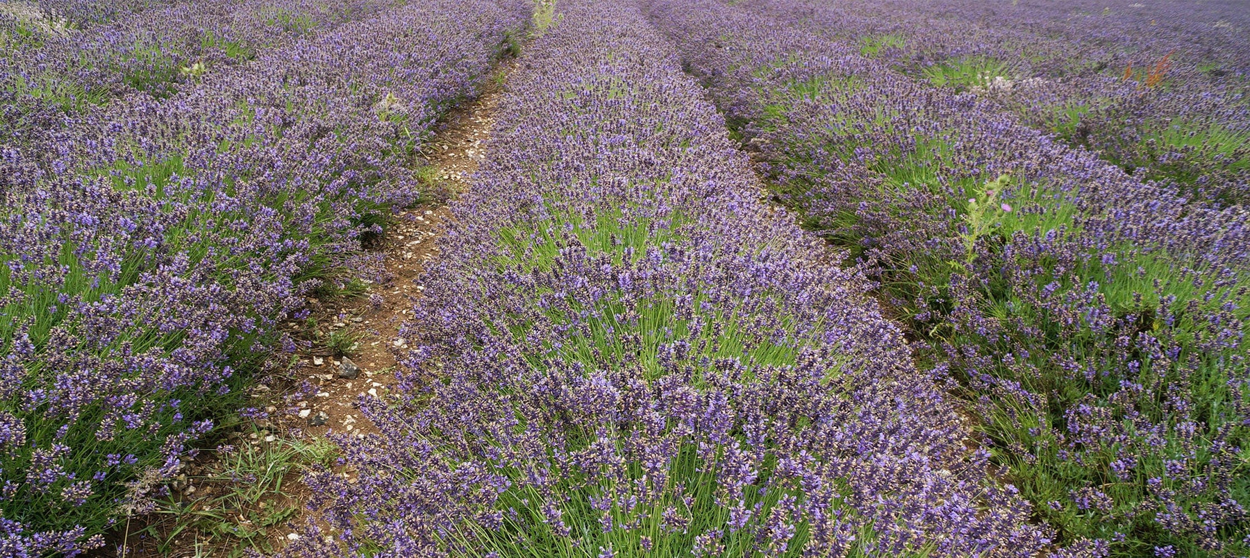 english-lavender-2238x1000_5b5a10b9-a451-4425-a561-53cec81482c8.jpg