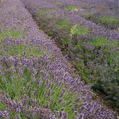 english-lavender-700x700_1c9ccd32-6481-4e39-8bda-e3032bc3cd1c.jpg