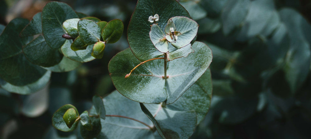 eucalyptus-leaf-oil-2238x1000.jpg