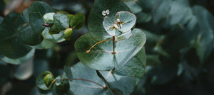 eucalyptus-leaf-oil-2238x1000.jpg