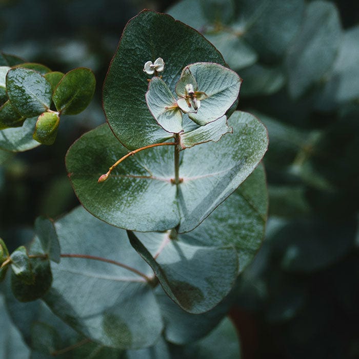 eucalyptus-leaf-oil-700x700.jpg