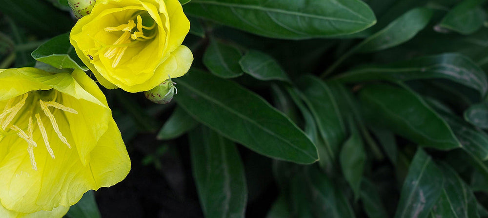 evening-primrose-oil-2238x1000_9a9ed461-ccb0-49ce-a7ff-cc07bff29569.jpg