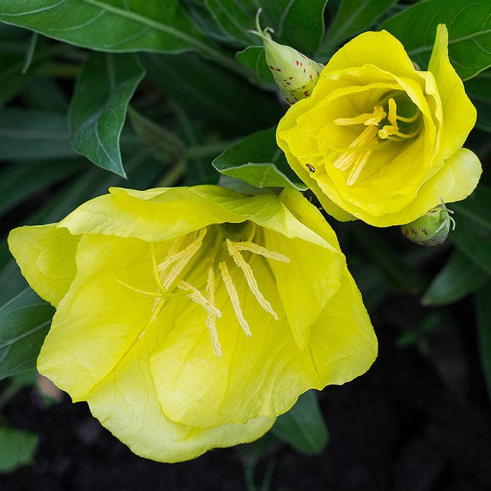 evening-primrose-oil-700x700_1a52c91c-d4ca-49da-96cf-9c9b59ae300f.jpg