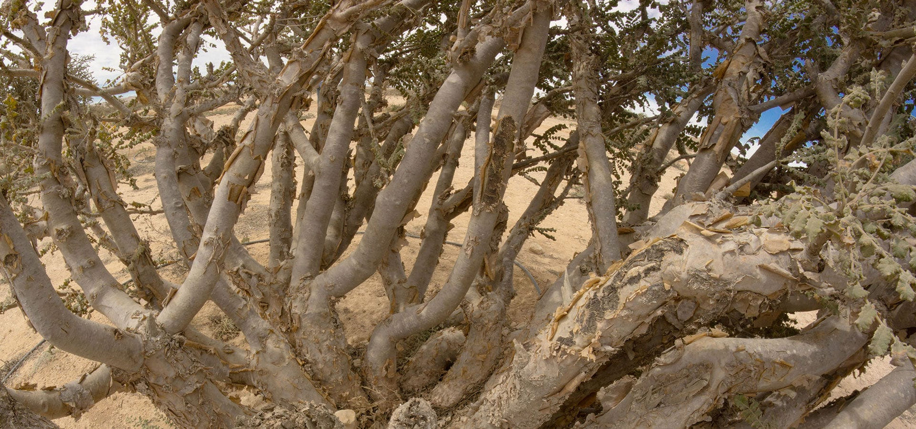frankincense-1920x900_14622dab-d5cf-4e8f-9eb2-bcae5df03c69.jpg
