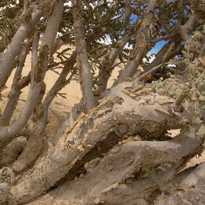 香水(女性用) NEAL'S YARD REMEDIES Pure Essence No.1 Neal's Yard Remedies Pure Essence Eau de Parfum No.1