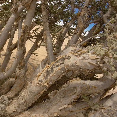 frankincense-700x700_bfa00b72-6538-46d8-b6c7-9a2838674192.jpg