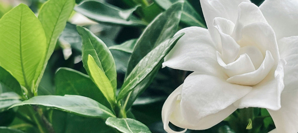 gardenia-2238x1000_d26f245e-beb4-4840-8ee2-8fd191ee8d27.jpg