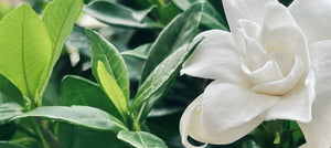 gardenia-2238x1000_d26f245e-beb4-4840-8ee2-8fd191ee8d27.jpg