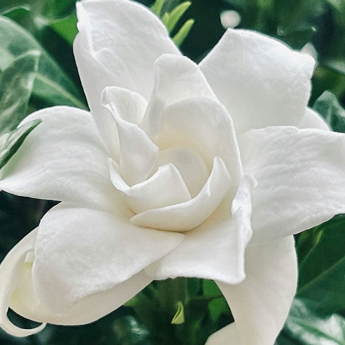 Neal's Yard Remedies | Frankincense Intense™ Age-Defying Cream