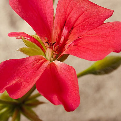 geranium-700x700_8c2b64a0-3b0b-4fe0-aa61-18f1689361b9.jpg