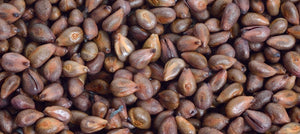 grapeseed-oil-2238x1000_0e888e07-905d-43c9-b784-b97024fff86b.jpg
