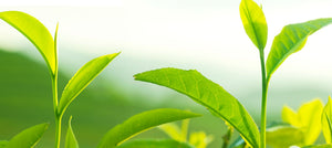 green-tea-2238x1000_c851893c-7016-49be-8c83-037ff7955ee0.jpg
