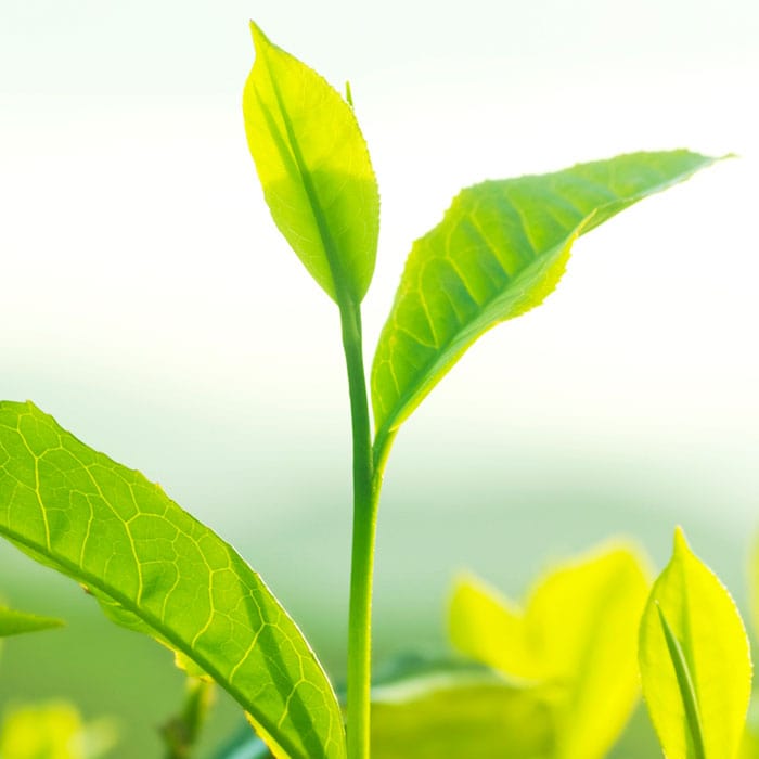 green-tea-700x700_e36a0e77-5aa0-4964-8380-4e2e29abb5b8.jpg