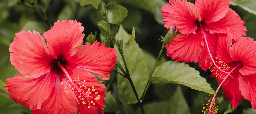 hibiscus-2238x1000_7ab73a79-f990-4228-a3ed-79694501b146.jpg