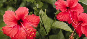 hibiscus-2238x1000_7ab73a79-f990-4228-a3ed-79694501b146.jpg