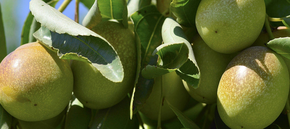 jojoba-seed-oil-2238x1000_92531315-7779-4e6e-bc29-e28f00c272f4.jpg