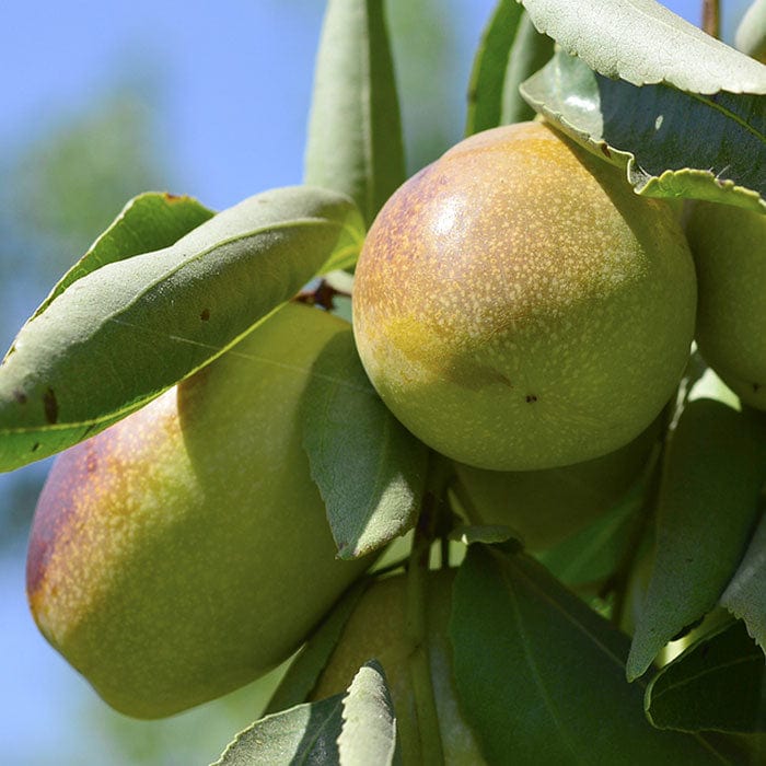jojoba-seed-oil-700x700_08034a10-0b03-4f17-93d1-de00b2b5fa48.jpg