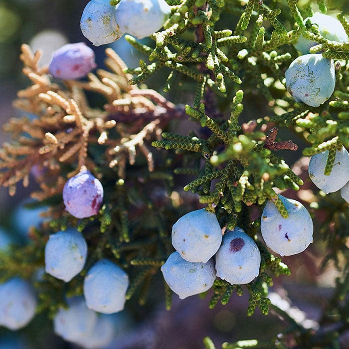 juniper-berry-oil-700x700.jpg