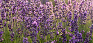 lavender-1920x900_0c2bd091-c807-4c0a-9edc-26cb1a894cd6.jpg