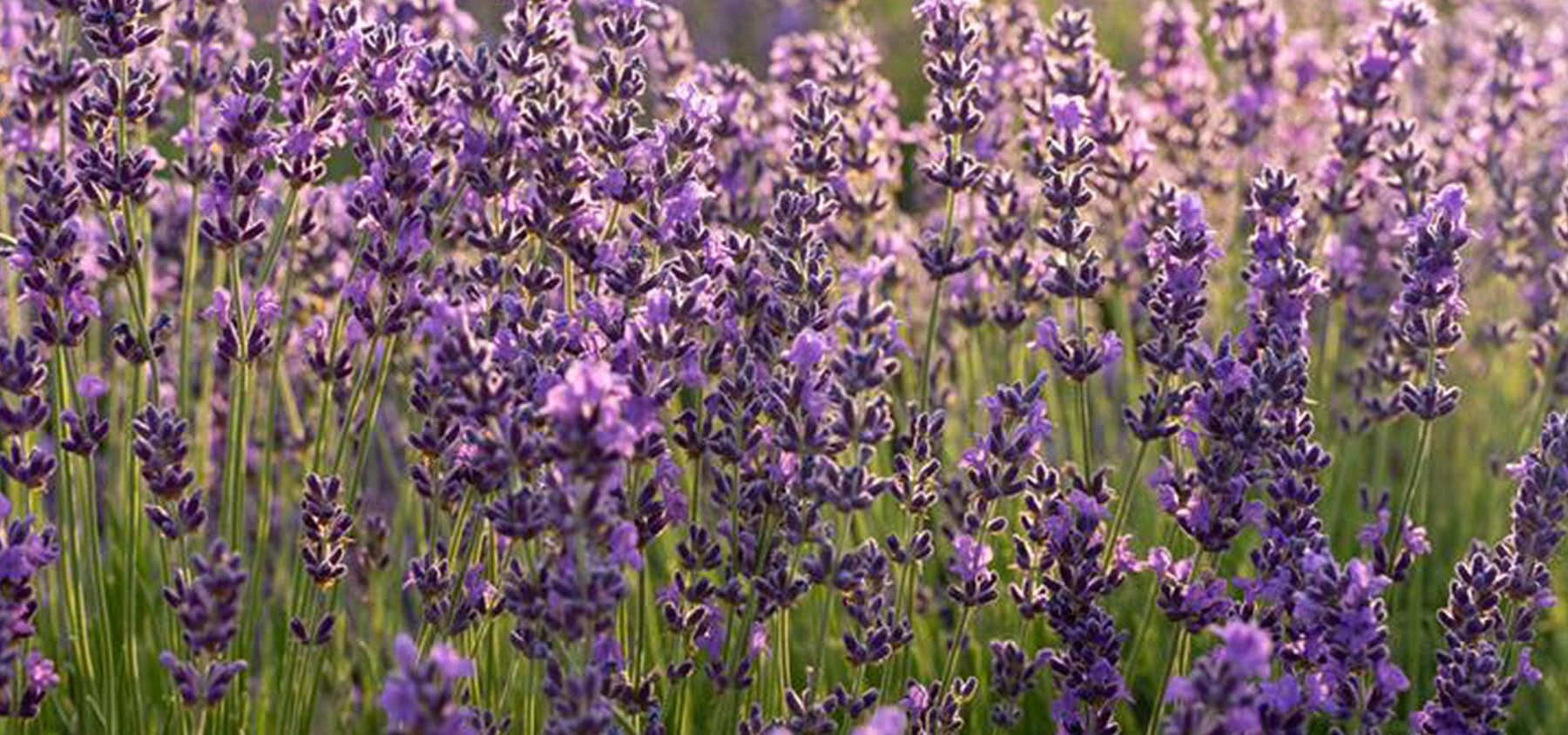 lavender-1920x900_0c2bd091-c807-4c0a-9edc-26cb1a894cd6.jpg