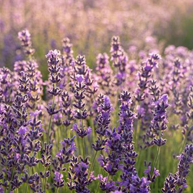 lavender-700x700_c47e7620-6c29-436c-89de-e618f98ea862.jpg
