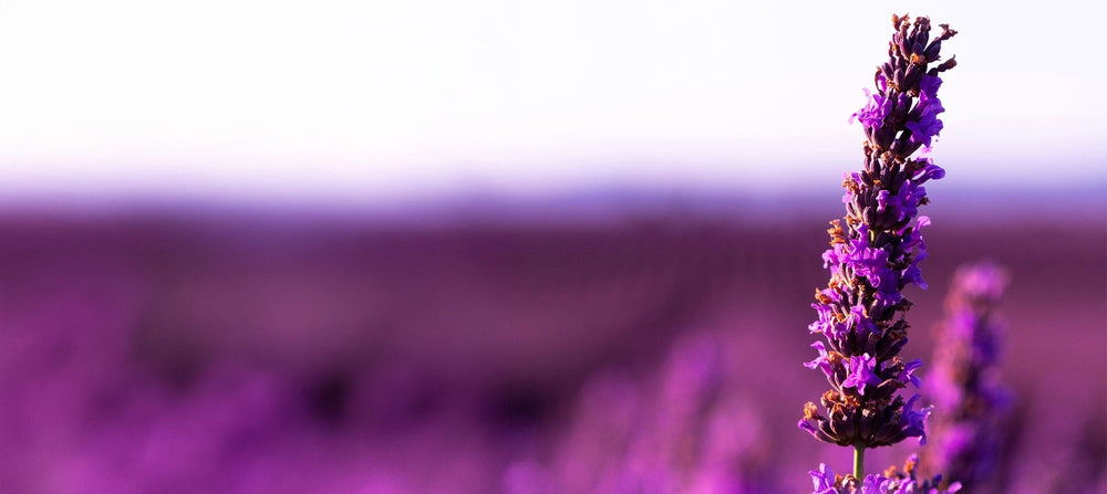 lavender-flower-extract-2238x1000_450f0fe1-cb29-4922-84a6-58aafe8a70e9.jpg