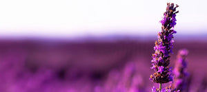 lavender-flower-extract-2238x1000.jpg