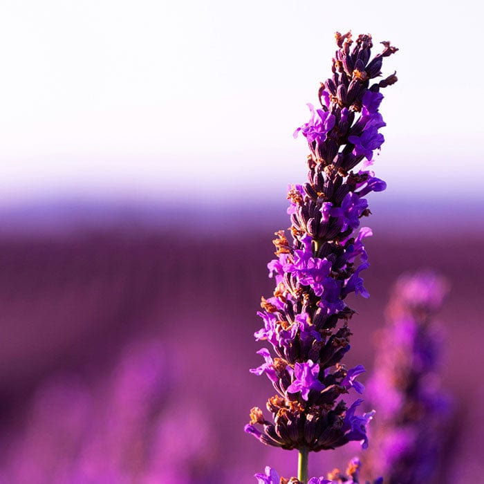 lavender-flower-extract-700x700.jpg