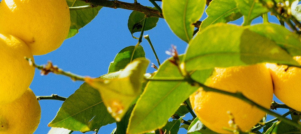 lemon-oil-2238x1000_edad41d7-bc00-4b51-9a73-8514e8cd3151.jpg