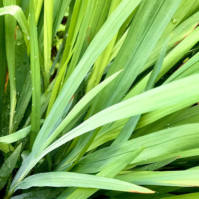 lemongrass-leaf-oil-700x700.jpg