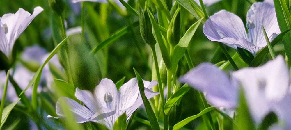 linseed-oil-2238x1000_5760df1f-ca8b-4441-9653-ddbab65a64c3.jpg