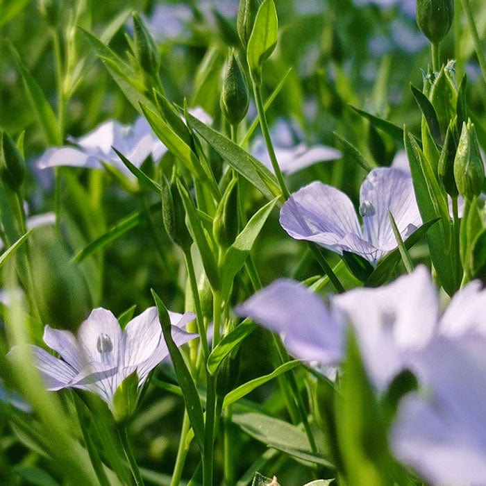 linseed-oil-700x700_07eaded2-9b1e-4a75-802c-66a25ae168ae.jpg