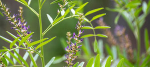 liquorice-root-extract-2238x1000_dc9efbef-3185-4679-9d3c-a45141ea33c8.jpg