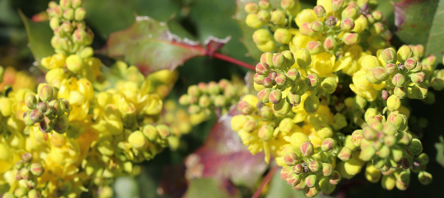 mahonia-2238x1000_11e4a574-7d0a-4058-8089-d51ad17472f0.jpg
