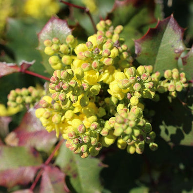 mahonia-700x700_228ca65a-9244-4e56-b579-df266ac27f73.jpg