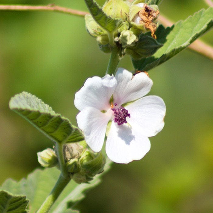 mallow-root-extract-700x700_e1bf1b6b-a725-4f40-b8ec-732e65533e76.jpg