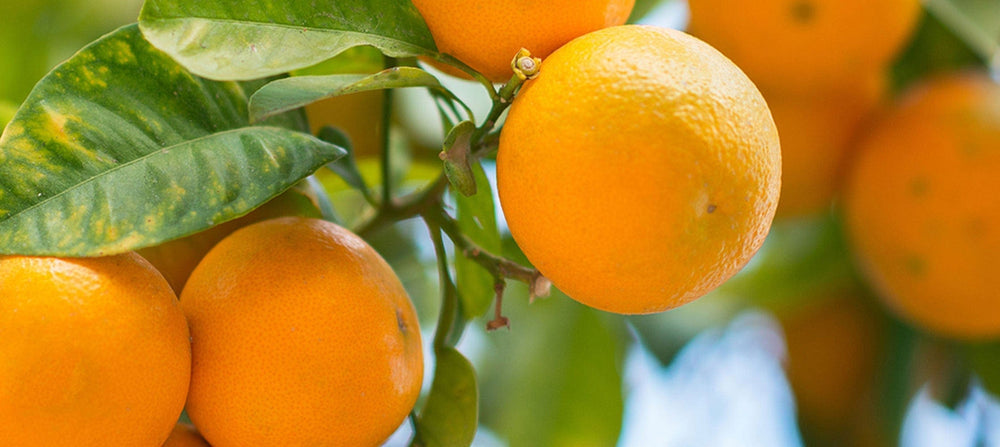 mandarin-2238x1000_deb1072a-60c9-4110-b735-77b2f53aa41a.jpg
